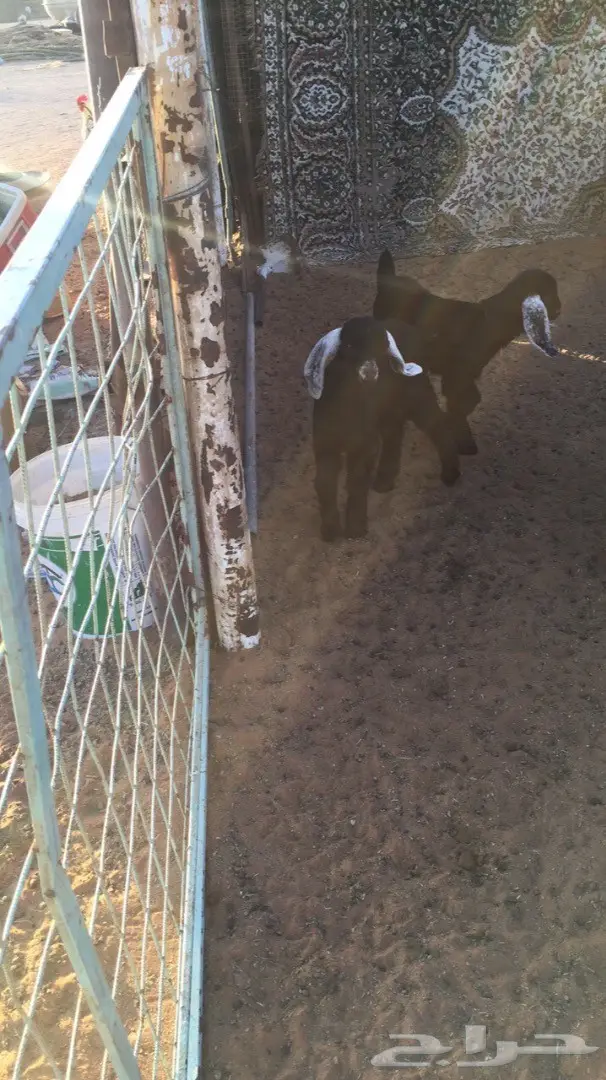 عنز طيبه سديس معها 2  (image 2)