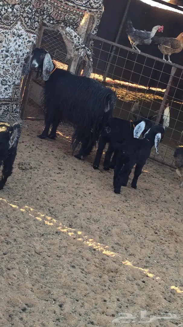 عنز طيبه سديس معها 2  (image 3)