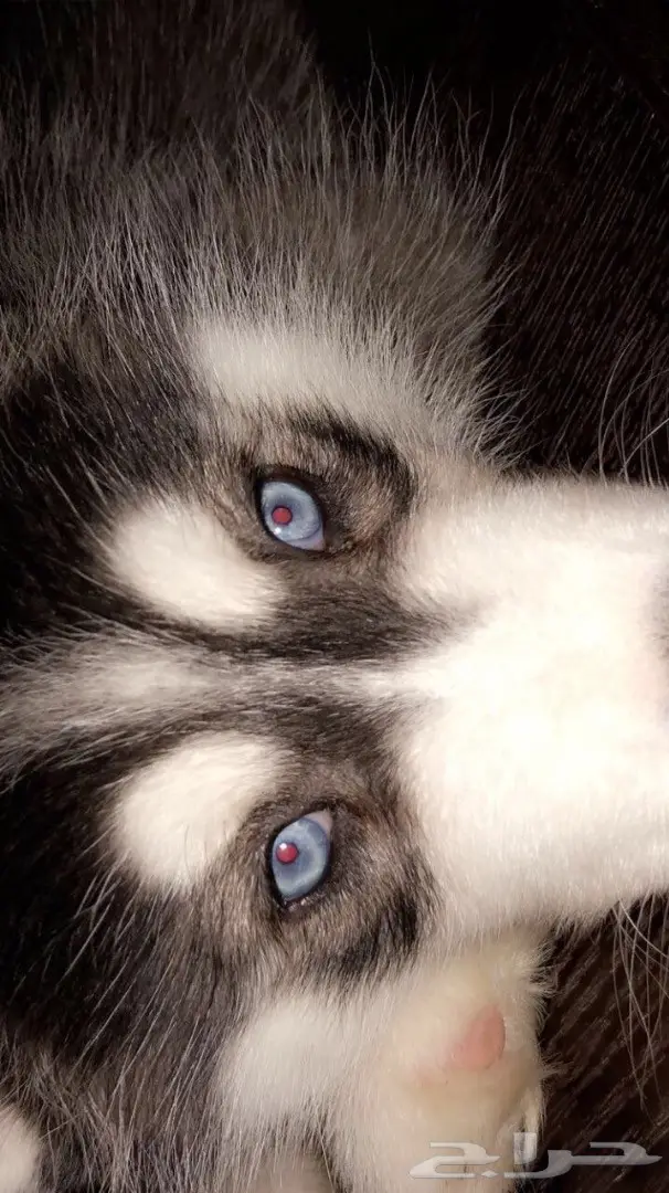 كلب هاسكي للبيع