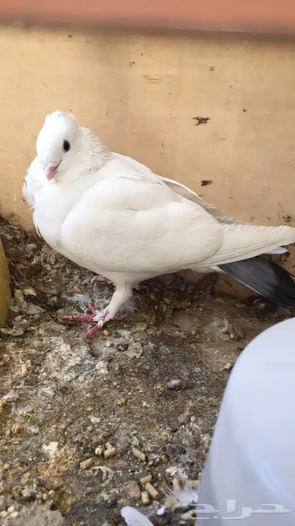 انث حب رمان منتجه (image 1)