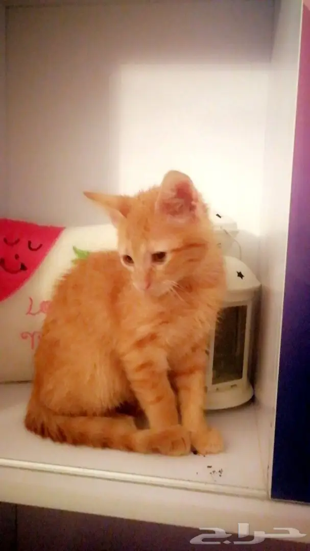 لبيع قط شيرازي لونه تايقر  عمره شهرين