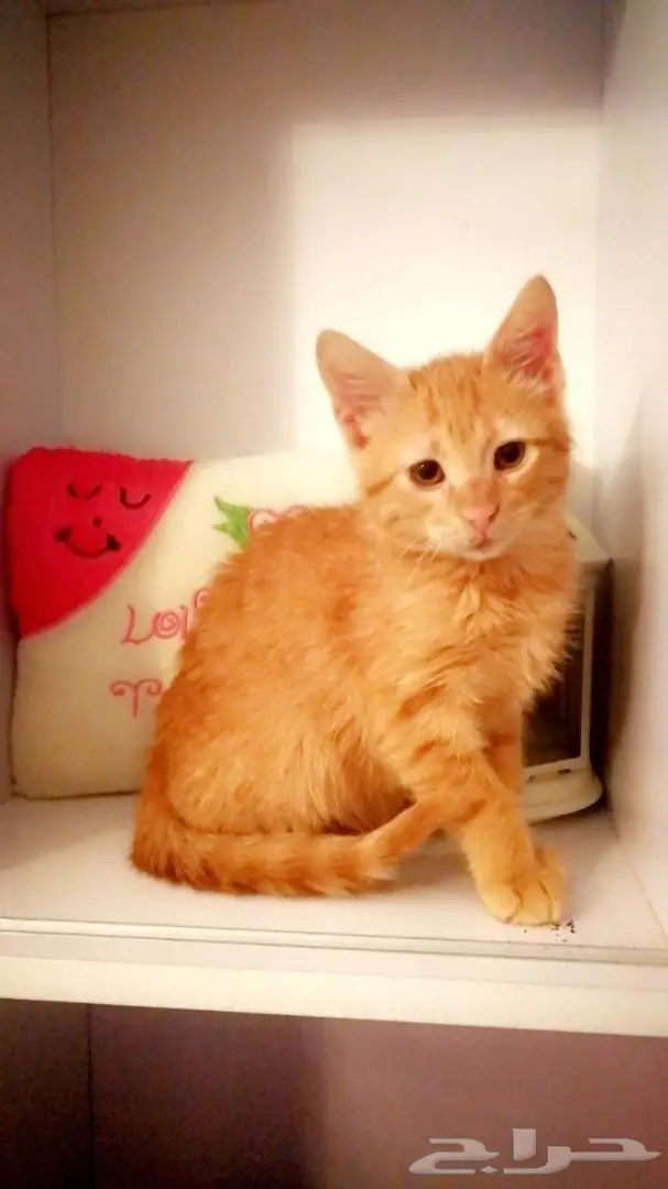 لبيع قط شيرازي لونه تايقر  عمره شهرين (image 1)