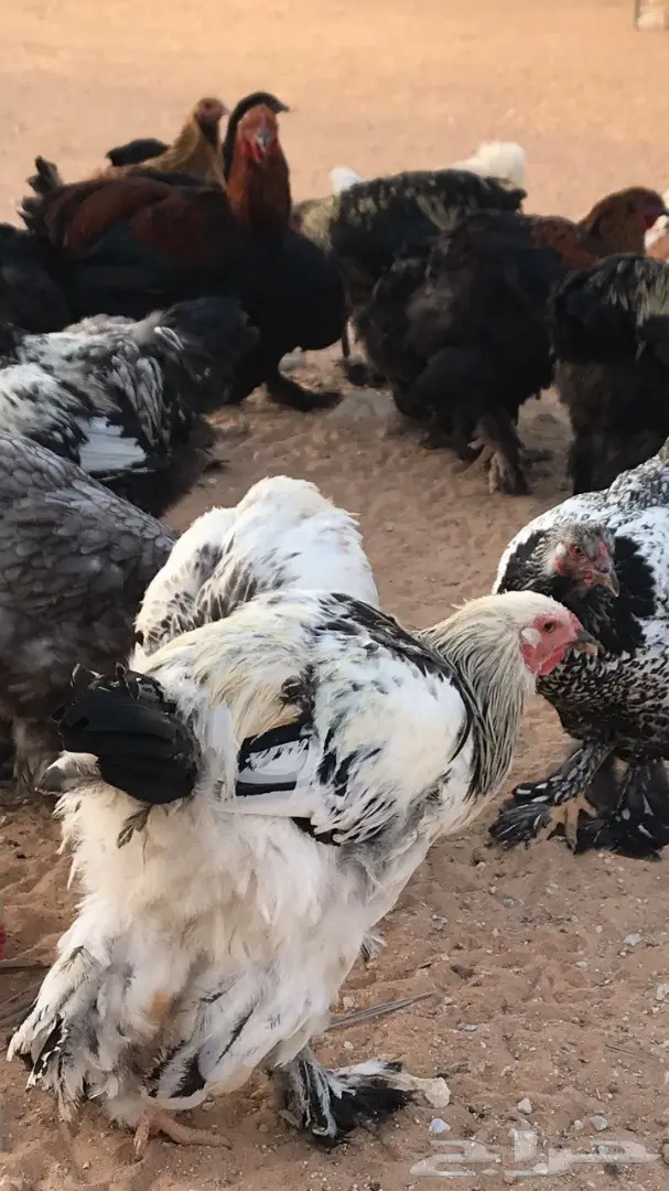 للبيع دجاج براهما اصل 
