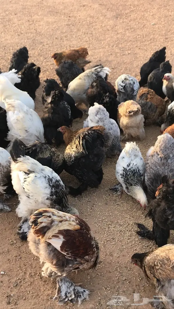 للبيع دجاج براهما اصل  (image 2)