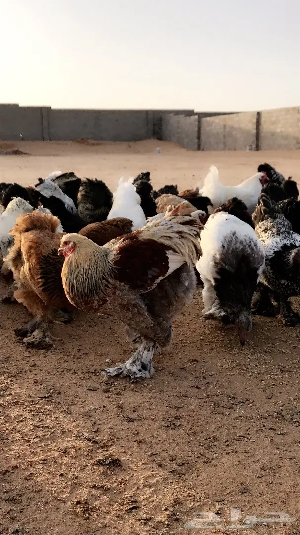للبيع دجاج براهما اصل  (image 3)