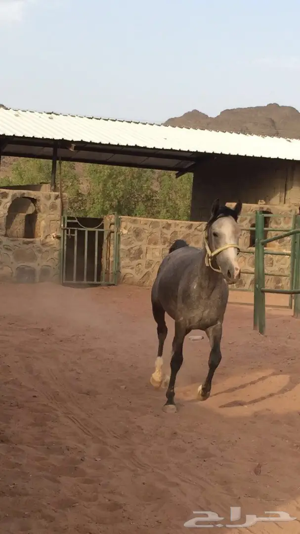 حصان للبيع  عمره 3 سنوات