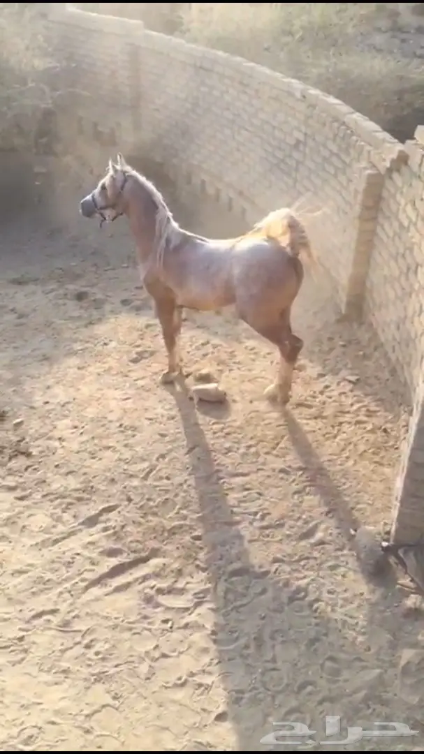 مهر شعبي للبيع - العمر سنتين ونص