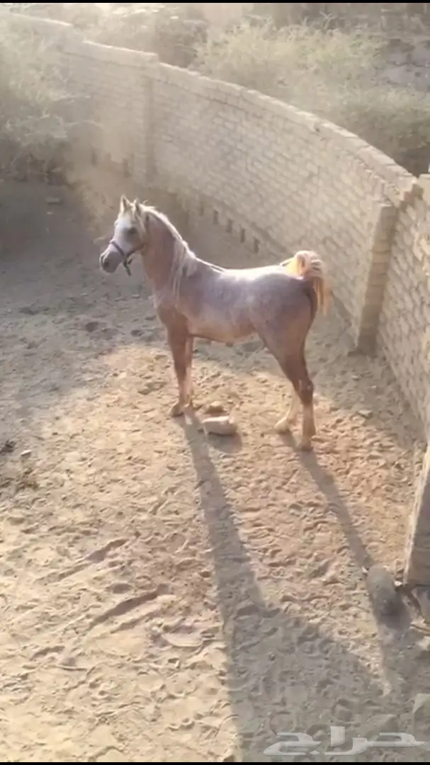 مهر شعبي للبيع - العمر سنتين ونص (image 1)