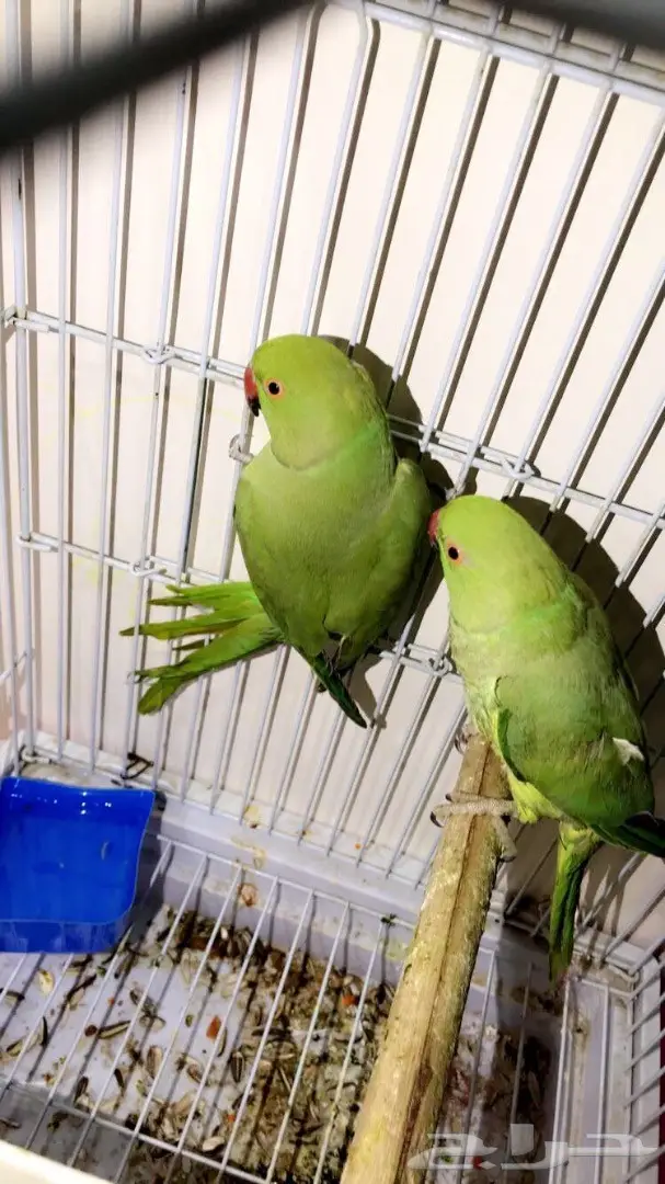 حبتين ببغاء دره 