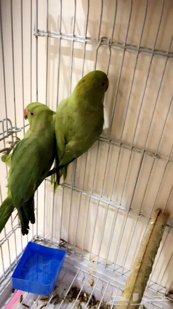 حبتين ببغاء دره  (image 1)