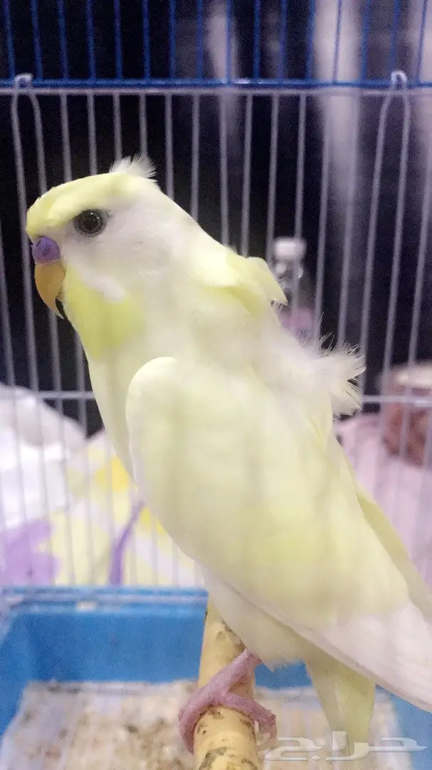 للبيع: بادجي كرست وكورك متكلم - فرصة لا تعوض! (image 3)