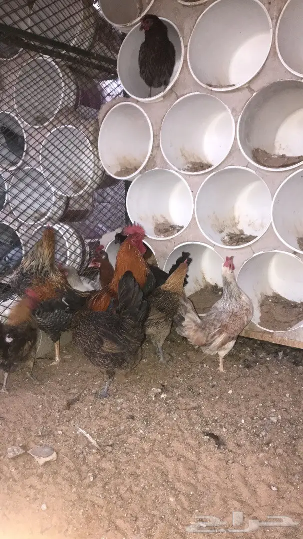 دجاج بلدي بياض  (image 1)