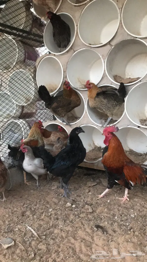 دجاج بلدي بياض  (image 2)