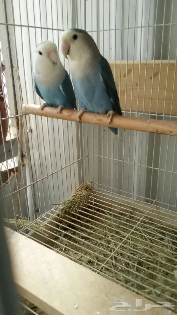 جوز روز معه بيض 