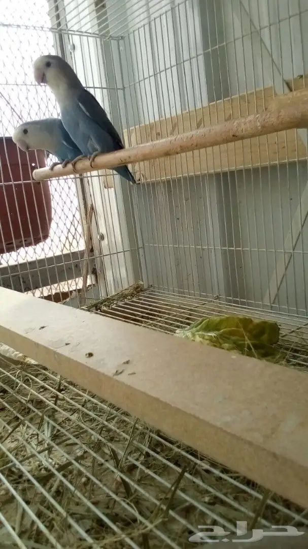 جوز روز معه بيض  (image 2)