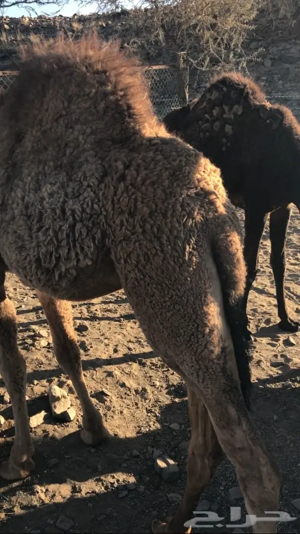 حشوان للبيع