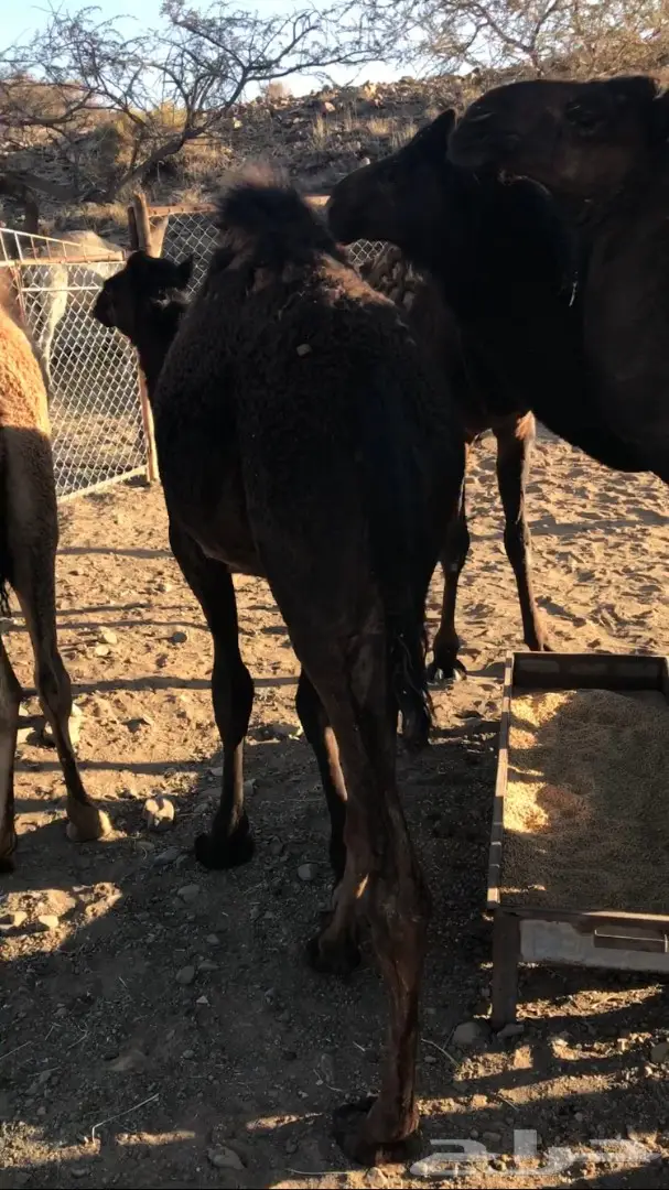 حشوان للبيع (image 1)