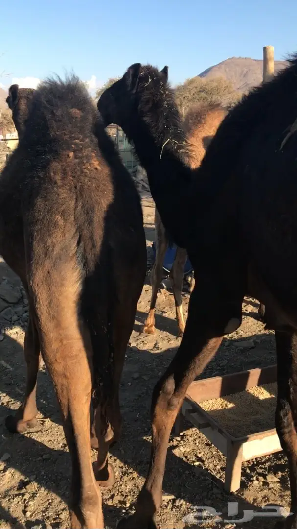 حشوان للبيع (image 2)