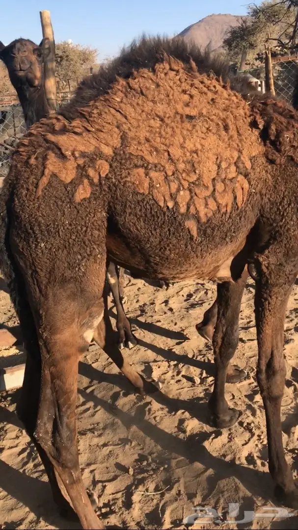 حشوان للبيع (image 3)