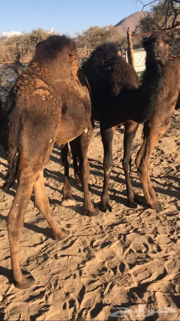 حشوان للبيع (image 4)