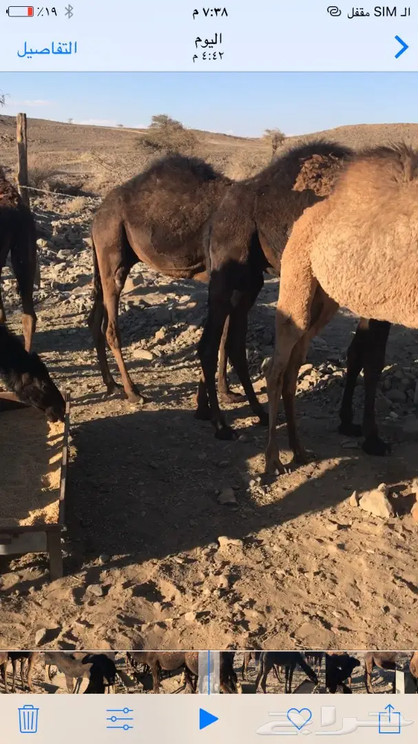 حشوان للبيع (image 6)