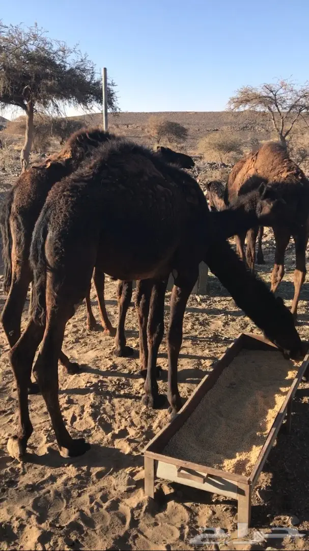 حشوان للبيع (image 7)