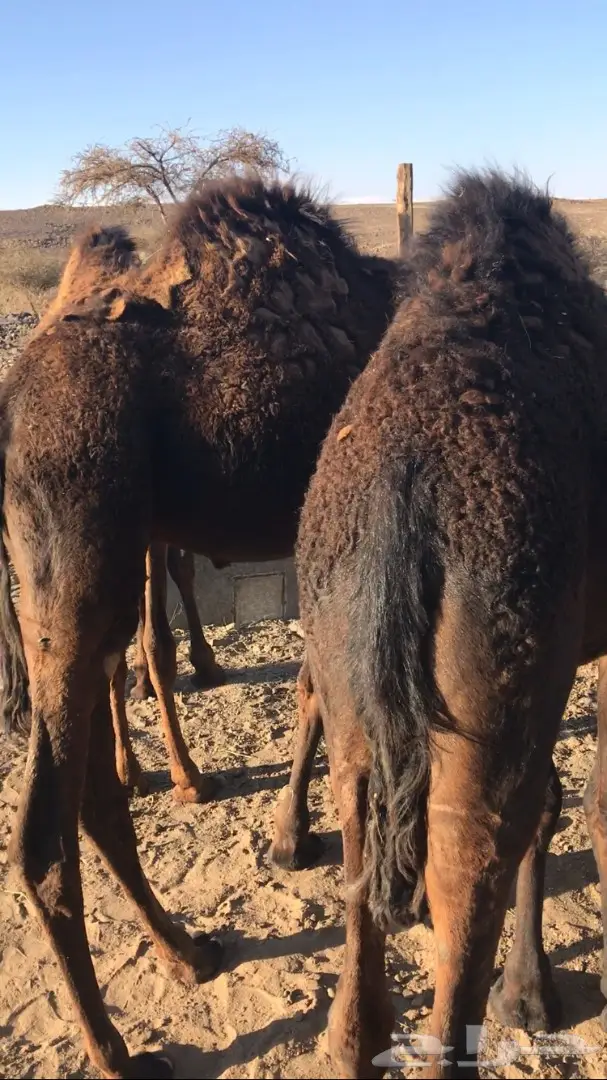 حشوان للبيع (image 8)