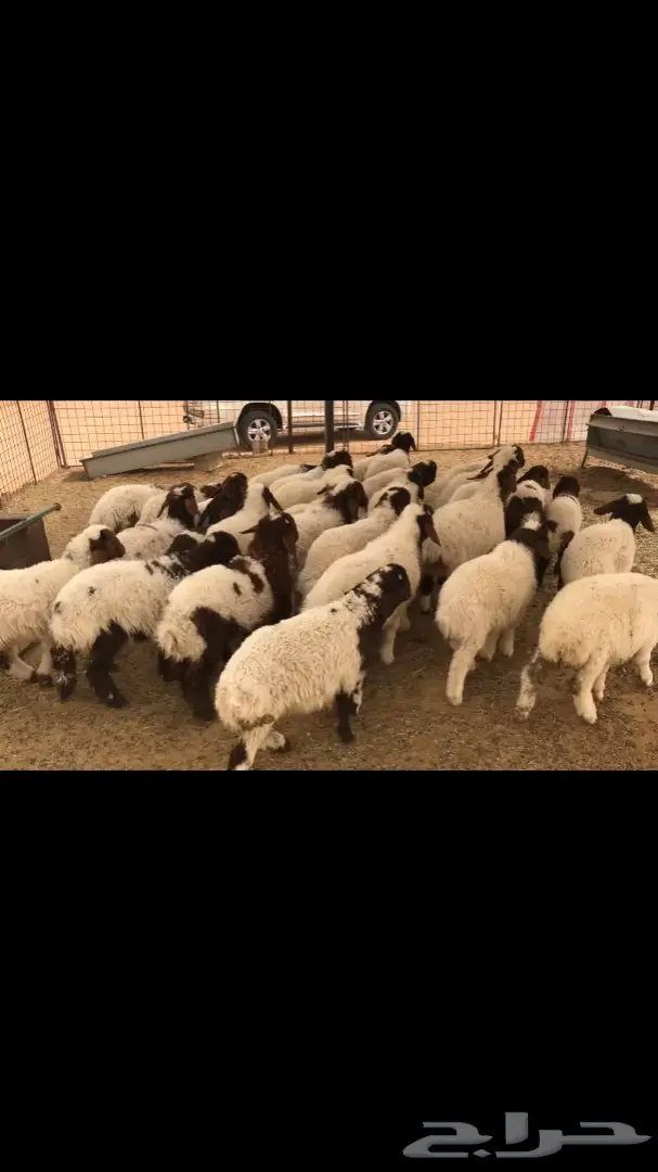 بهم نعيم طيب (image 1)