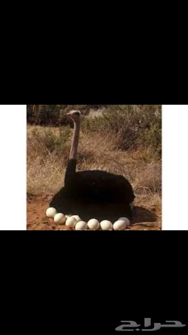 بيض نعام افريقي 0599171755 ابو تركي  (image 1)