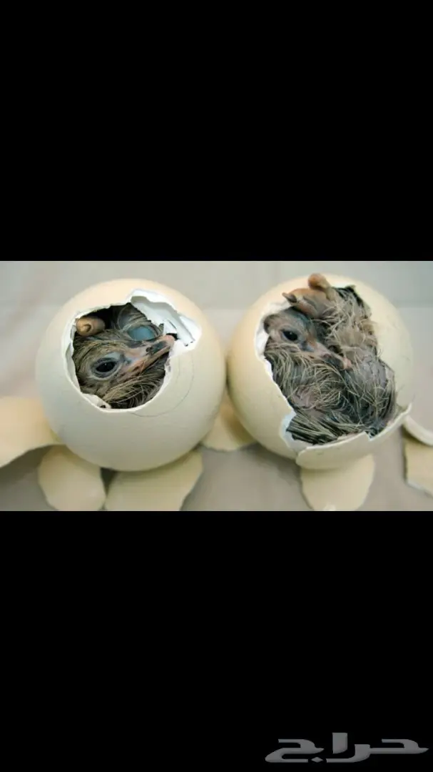 بيض نعام افريقي 0599171755 ابو تركي  (image 2)