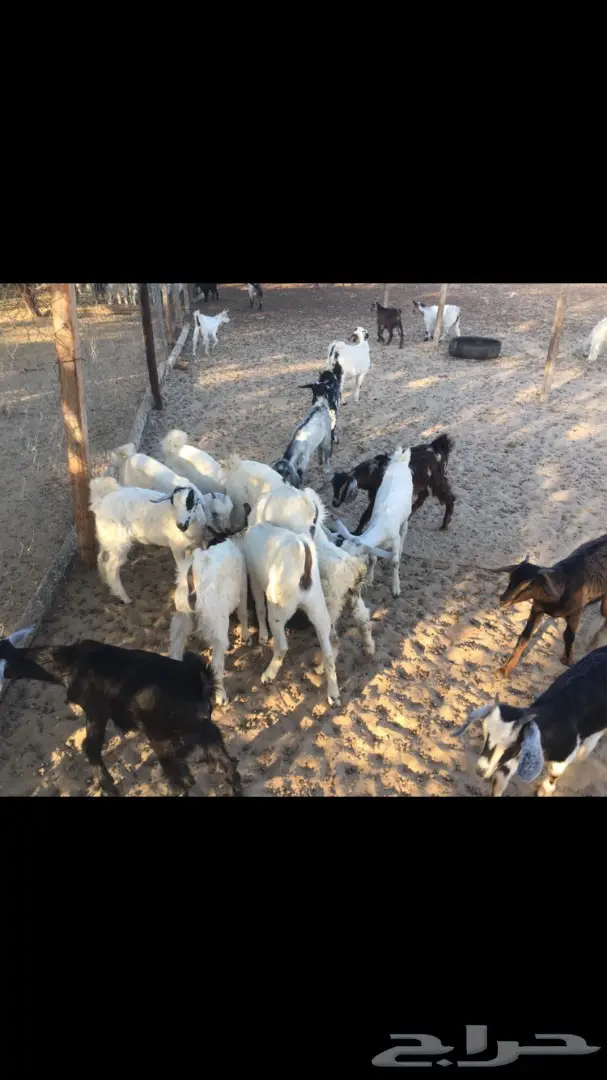 تيوس وجفار من 350