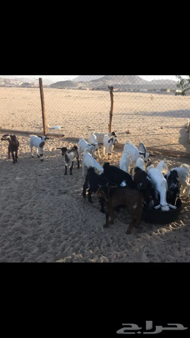 تيوس وجفار من 350 (image 2)