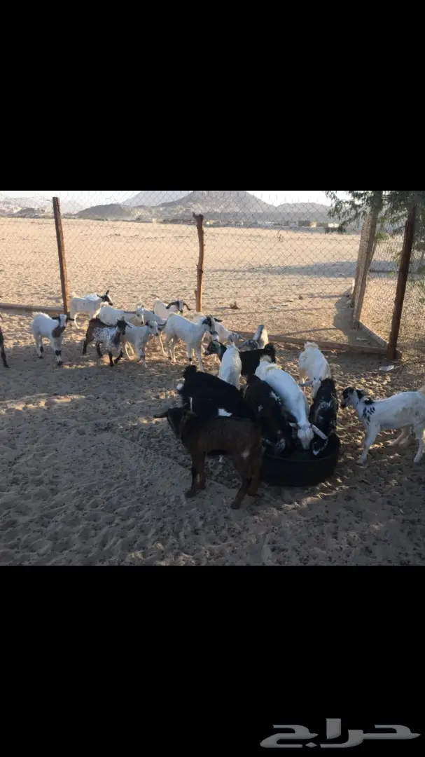 تيوس وجفار من 350 (image 3)