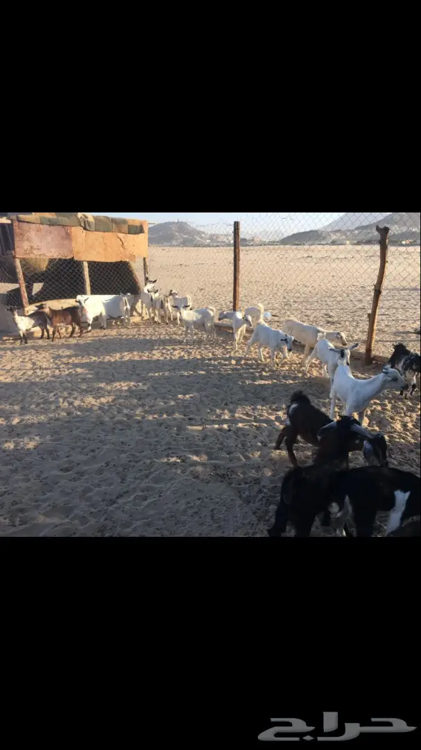 تيوس وجفار من 350 (image 4)