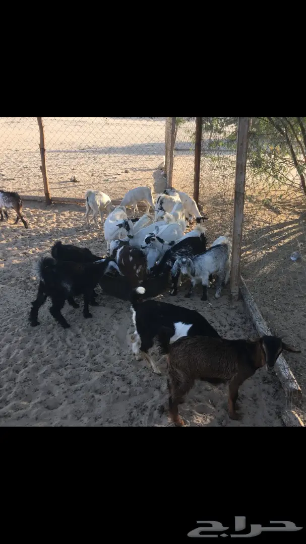 تيوس وجفار من 350 (image 5)