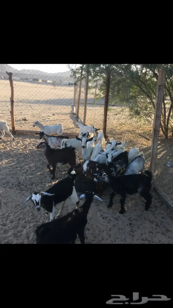 تيوس وجفار من 350 (image 6)