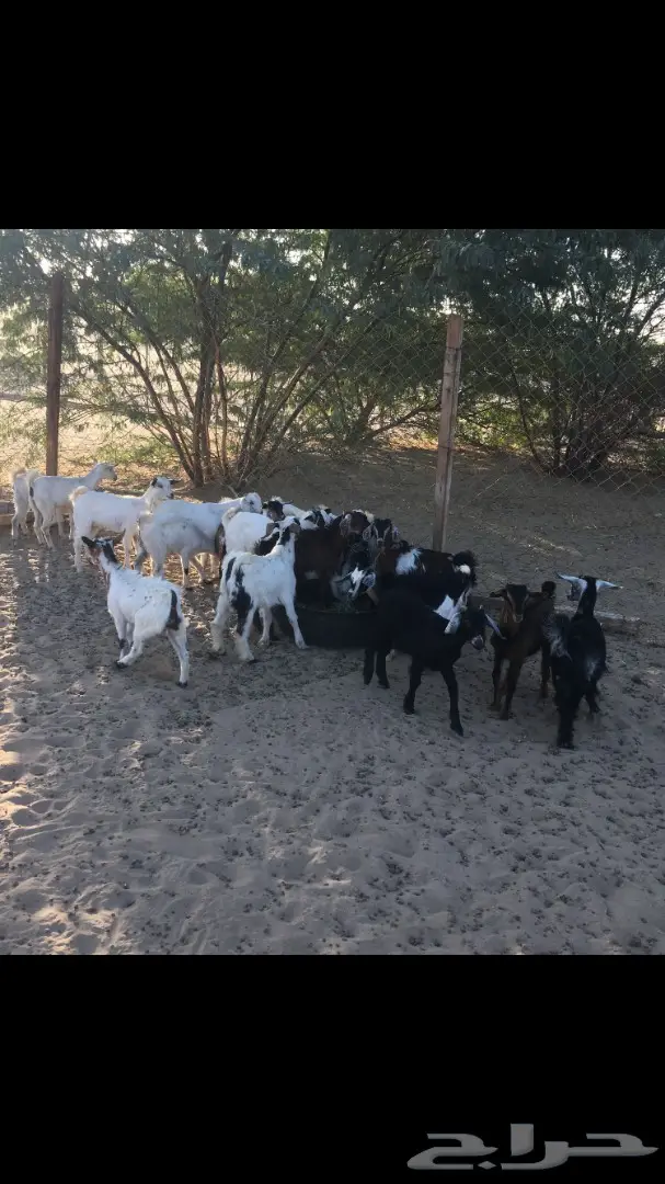 تيوس وجفار من 350 (image 7)