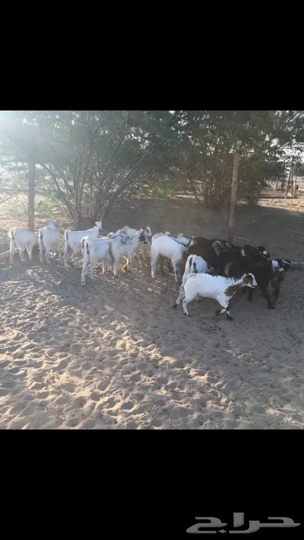 تيوس وجفار من 350 (image 8)