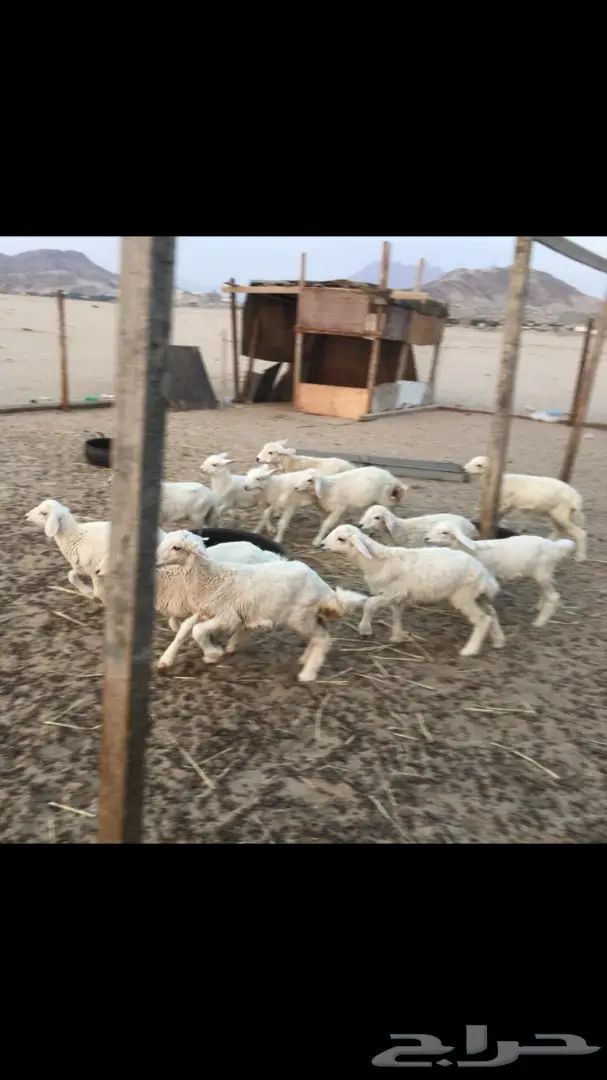 بهم حري رخال من 280 (image 1)