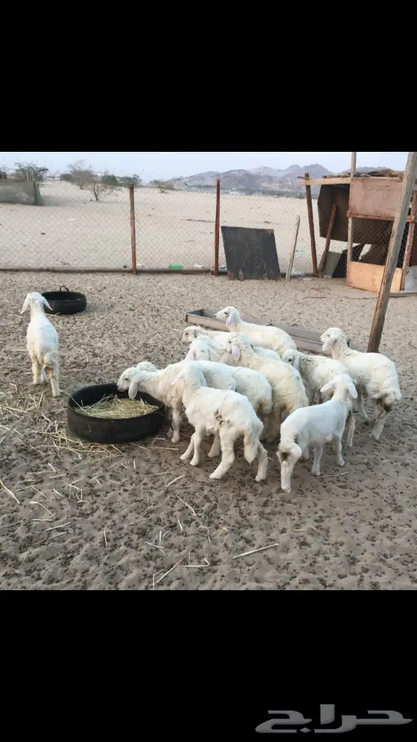 بهم حري رخال من 280 (image 3)