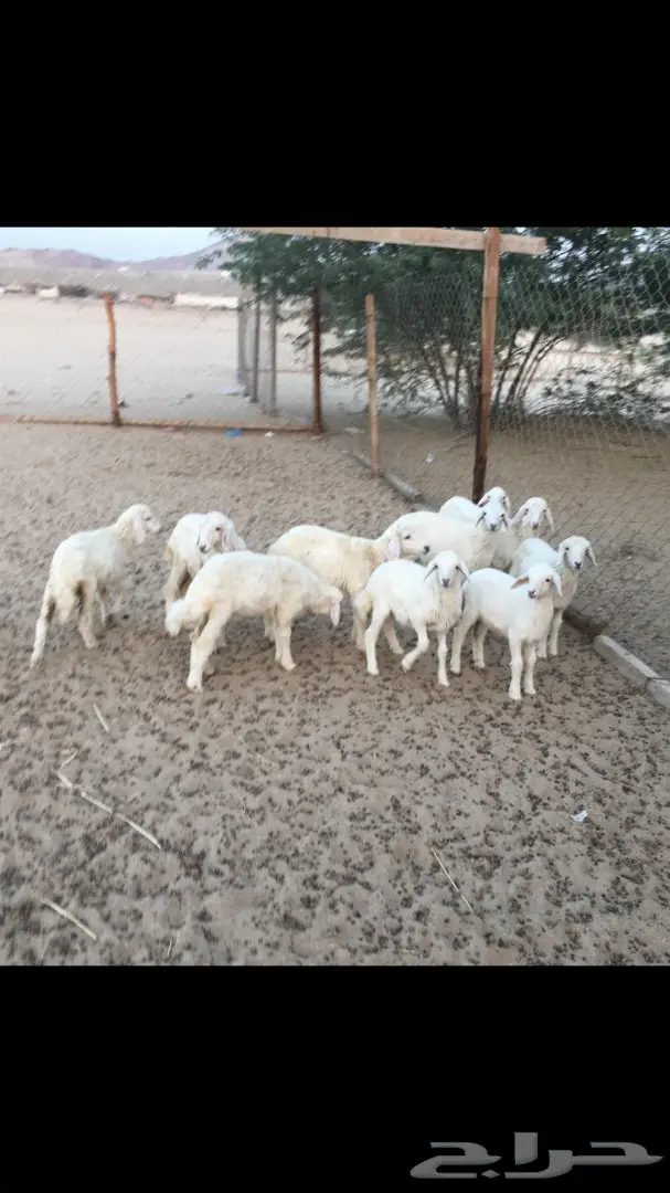 بهم حري رخال من 280 (image 4)