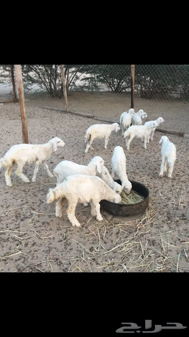 بهم حري رخال من 280 (image 5)