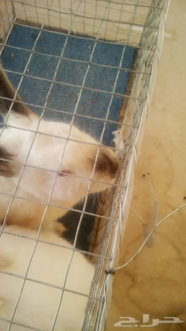 للبيع ارانب هولندية وفرنسية (image 1)