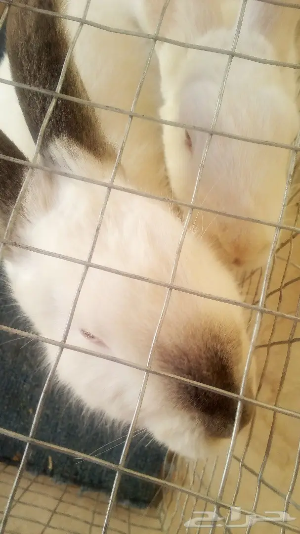 للبيع ارانب هولندية وفرنسية (image 2)