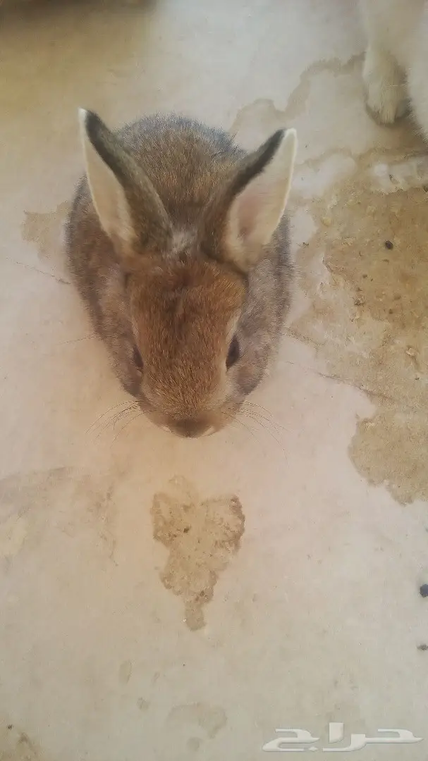 للبيع ارانب هولندية وفرنسية (image 6)