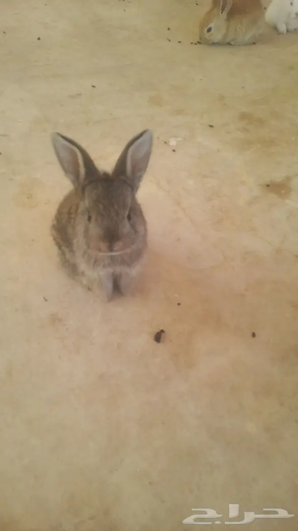 للبيع ارانب هولندية وفرنسية (image 8)