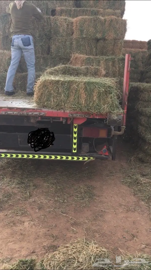 برسيم صيفي  (image 3)