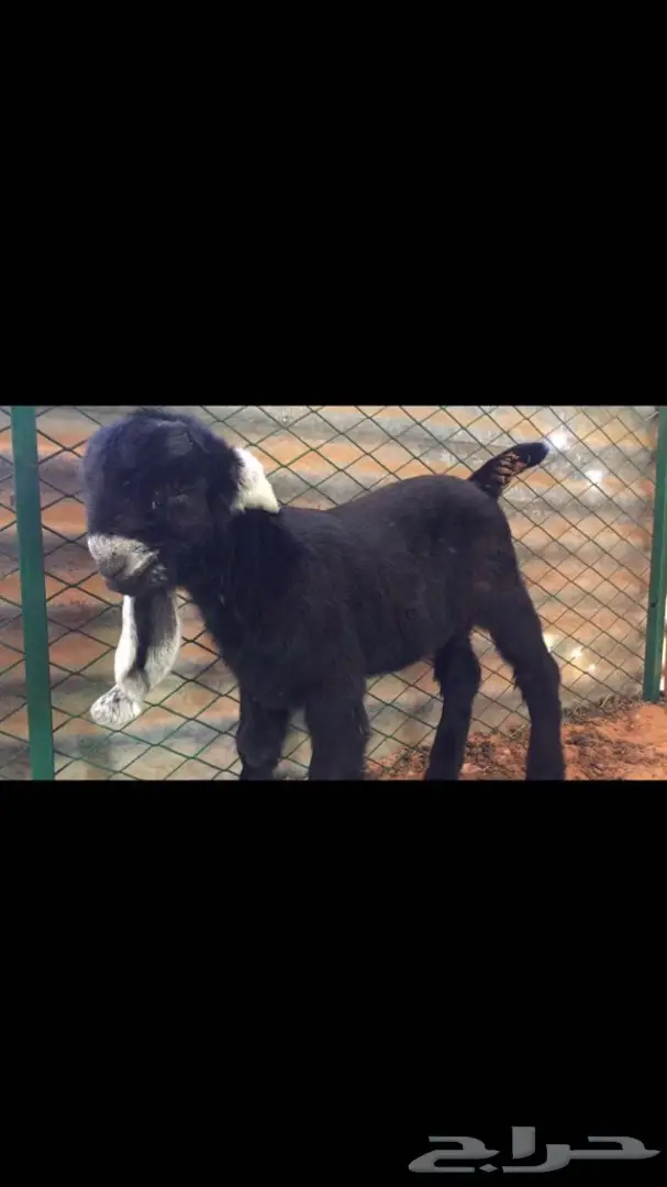 فحل خصم ومعامق طيبه  (image 2)