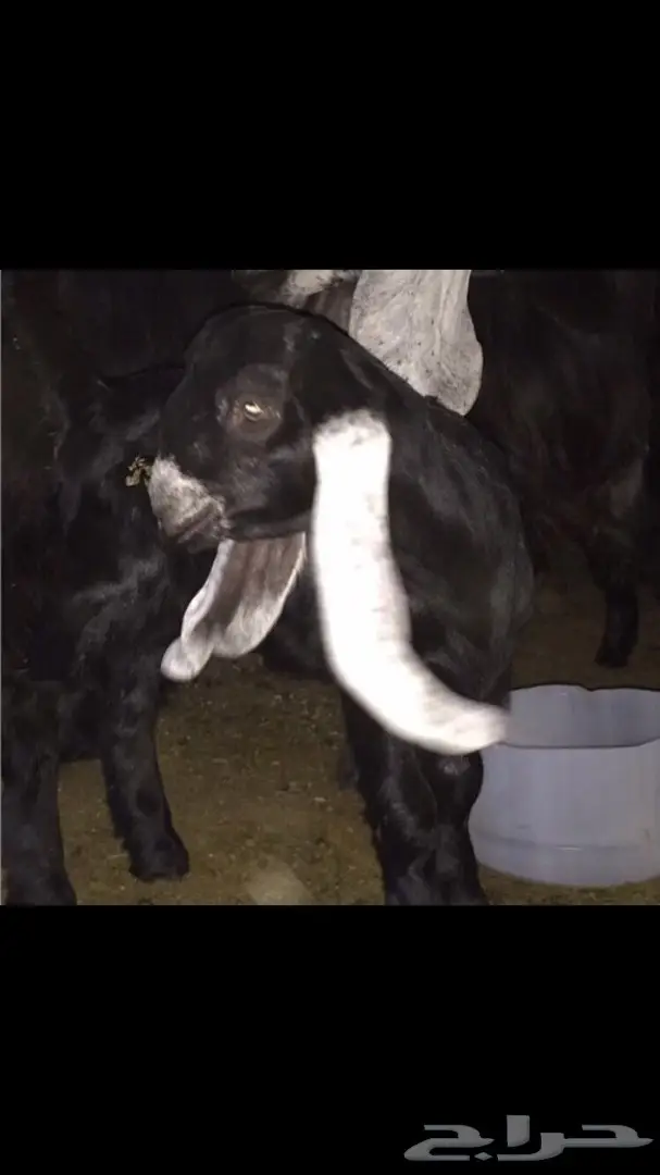 فحل خصم ومعامق طيبه  (image 3)