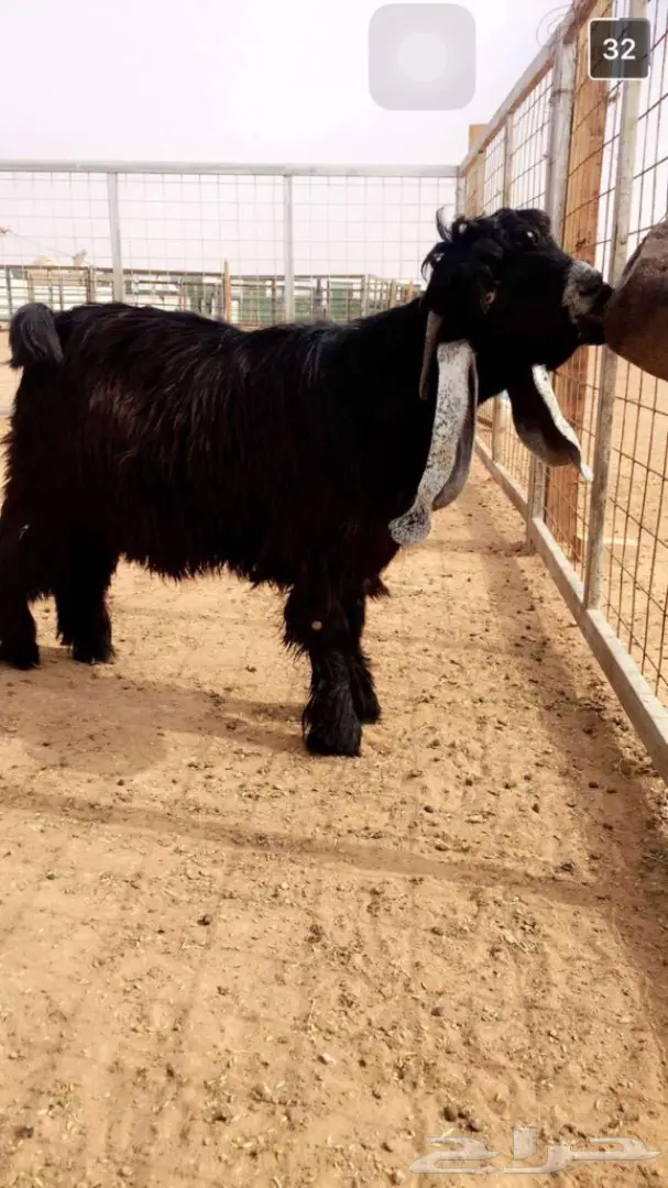 فحل خصم ومعامق طيبه  (image 4)